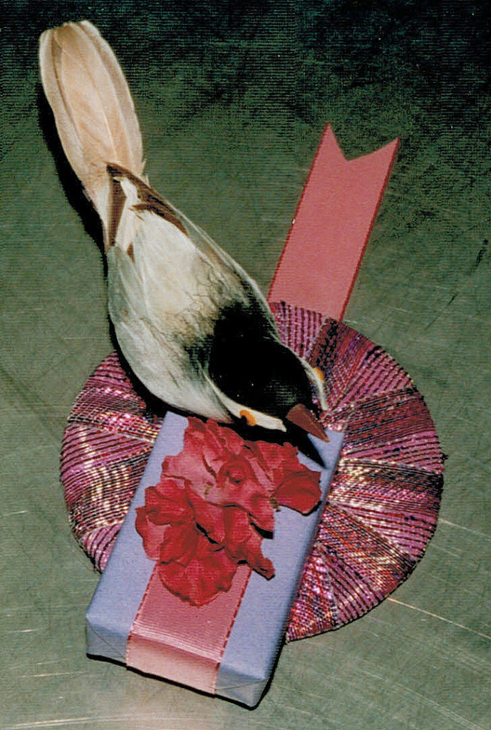 covered cardboard with box, flowers & bird
