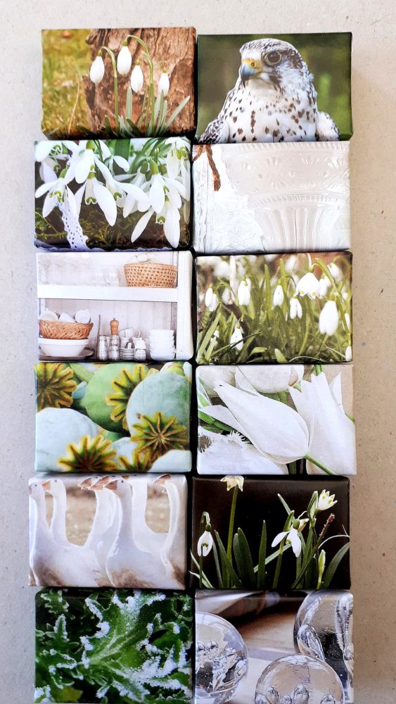 26.02.18 Proj.Snowdrops A-C 349 BLOG