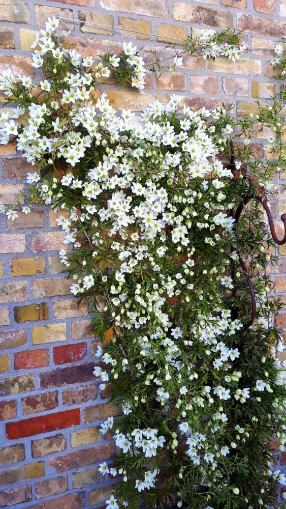 05.05.18 Clematis Laden 1 BLOG