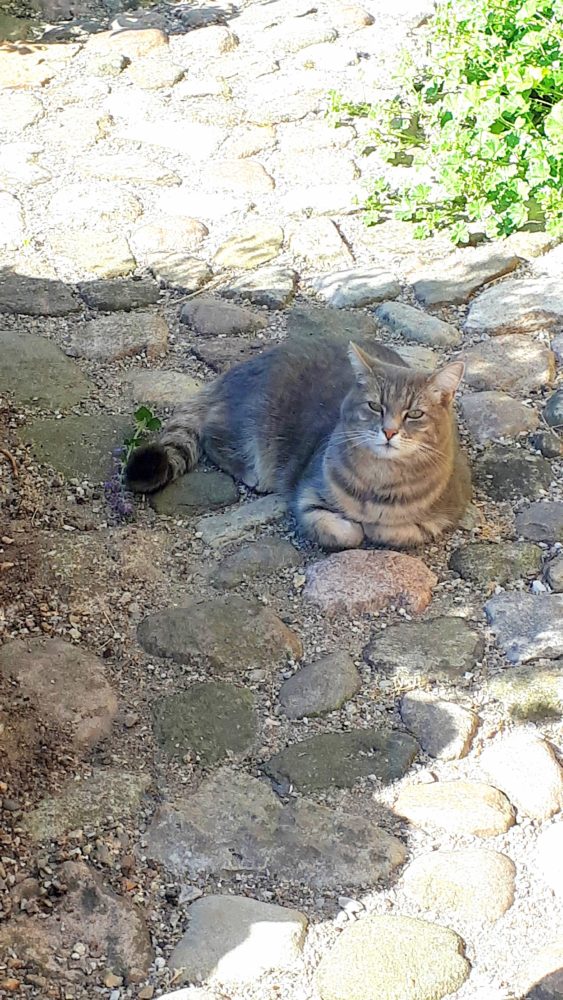 07.06.18 Georgia wartet auf Maus 3 BLOG