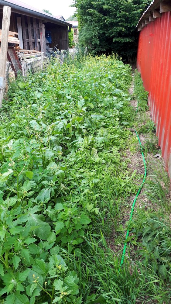 20.06.18 Bienenwiese 18 BLOG