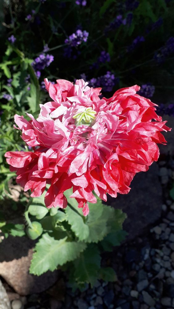 28.06.18 `wilder´ Mohn BLOG