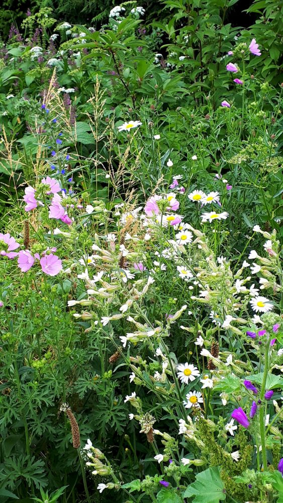 12.06.18 Bienenwiese 17 - 2 BLOG